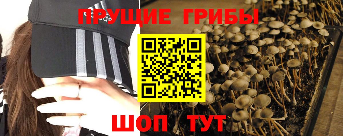Галлюциногенные грибы Psilocybine cubensis  Псилоцибиновые грибы GOLDEN TEACHER  Вход с VPN  Балашов 